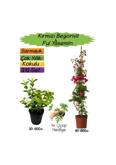 Kırmızı Renk Begonvil+kokulu Ful Yasemin+ıtır Çiçeği 3'lü Peyzaj Seti