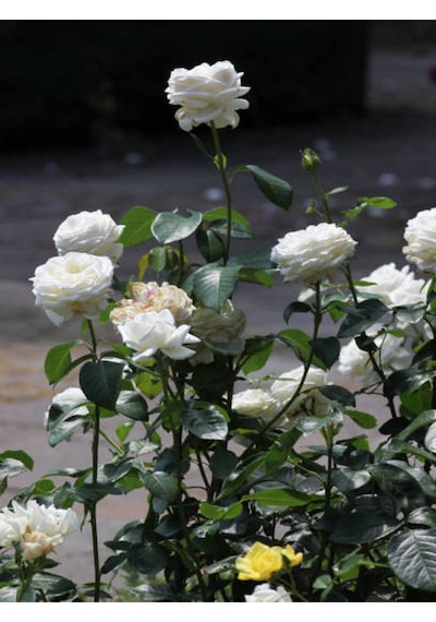 Videolu Yediveren Beyaz Pembe Ve Narçiçegi 30 80 Cm 3 Adet Saksılı Aşılı Gül Rose