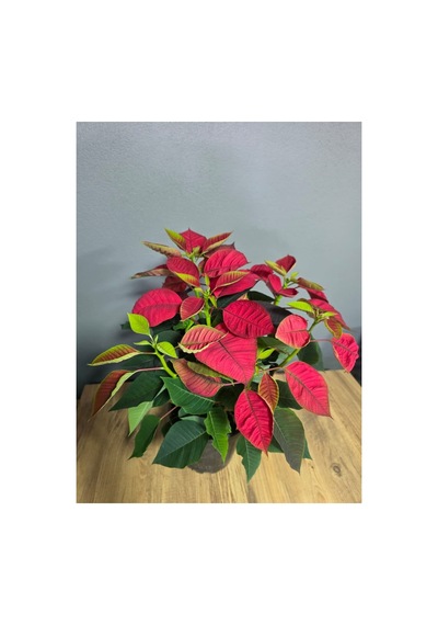 Atatürk Çiçeği Ponsetia Q17 Cm Saksı 40-50 Cm Boy - 914249334
