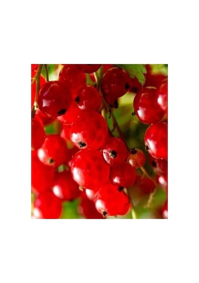 Frenk Üzümü Fidanı 10-20 Cm