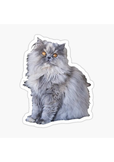 Cins Kedi Iran Kedisi Araba Oto Sticker Etiket Renkli V4