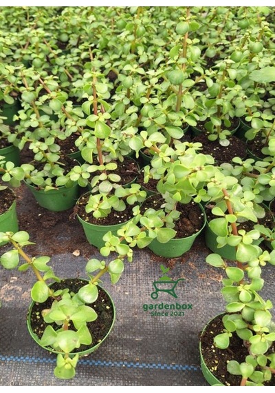 Yeşim Para Çiçeği 1 Adet Dekoratif Canlı Bitki 10-15cm Crassula