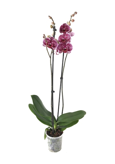 Phalaenopsis 'Jaguar' (Mor Orkide) Ø12 CM 70-80 CM