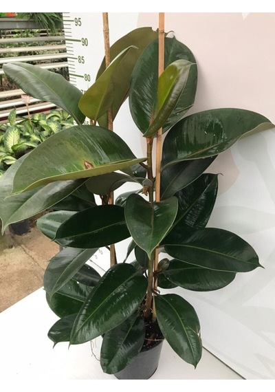 Videolu Kauçuk Fidanı Bitkisi 2 Dallı 1 Adet Saksılı 60-100cm Ev Ofis Bitkisi Ficus Elastica