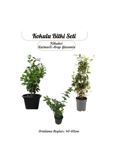 Katmerli Ful Yasemin+ Mor Leylak + Mis Kokulu Filbahri Ağaç Şakayığı Saksılı
