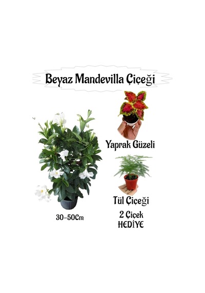 Beyaz Mandevilla Çiçeği 1 Adet Saksılı+yaprak Güzeli-tül Çiçeği Hediyeli