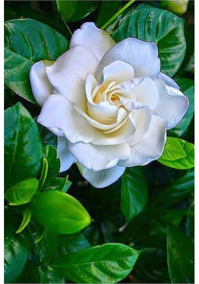 Gardenia Jasminoides Kokulu Gardenya Ev Ve Ofis Bitkisi 10.5 Cm Saksıda