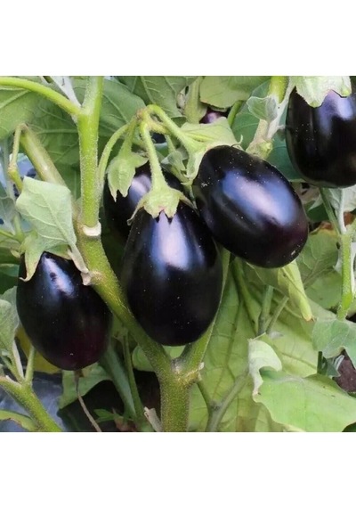 Koyu Mor Kamo Patlıcan Tohumu 15 Tohum 1 Paket