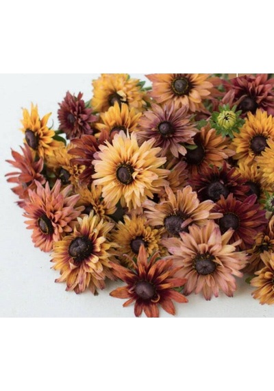 10 Adet Sahara Rubeckia Mix Tohumu