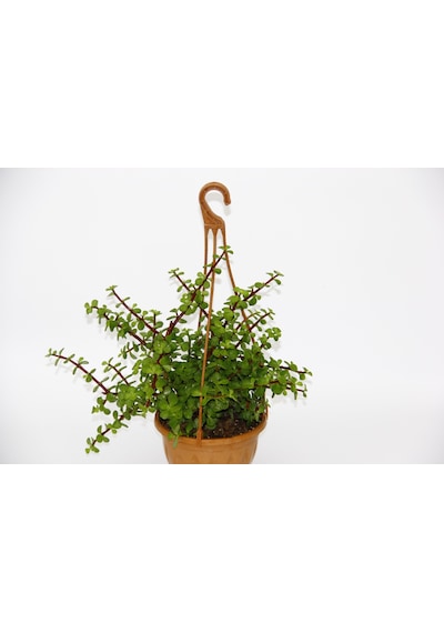 Yeşim Ağacı 2 Adet Crassula Portulacaria - Askılı Saksıda l