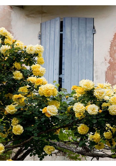 Avantajlı Sarı Sarmaşık Gül Fidanı Kokulu 90 140 Cm 1 Adet Tüplü Aşılı Gül Yellow Rose
