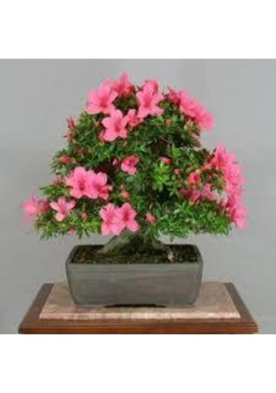 2 Adet Tohum Orkide Bonsai Ağacı Tohum Bodur Bonsai Orkide Ağacı Tohum Saksı Toprak