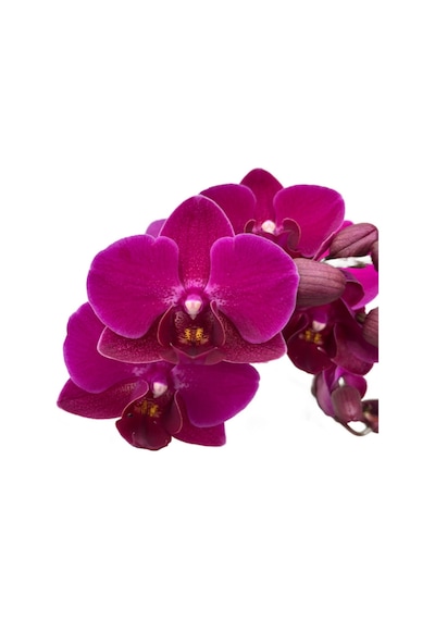 Phalaenopsis 'Morelia' (Fuşya Orkide) Ø12 CM Y45-50 CM