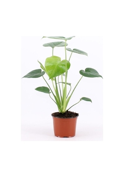 Serada Decor Plant Deve Tabanı Bitkisi - Monstera Deliciosa-ithal 35-50 Cm Dolgun Formlu İç Mekan