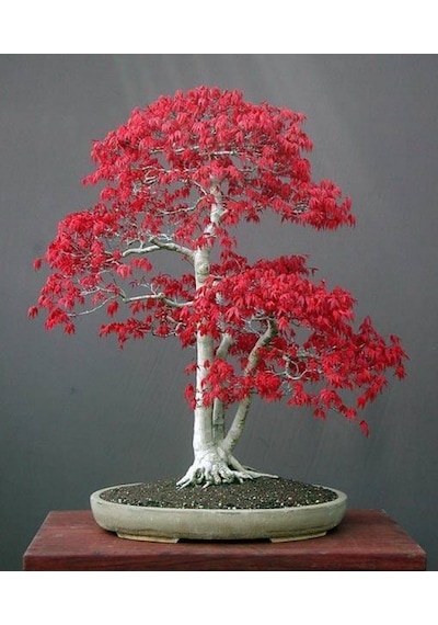 Bodur Acer Rubrum Bonsai Ağacı Tohumu 5 Tohum + Bonsai Toh