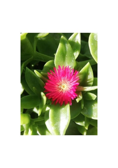 Buz Çiçeği Fidesi Fidanı Yer Örtücü Çok Yıllık Aptenia Cordifolia