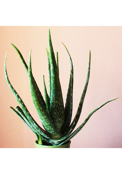 Saksıda Aloe Vera Fidanı