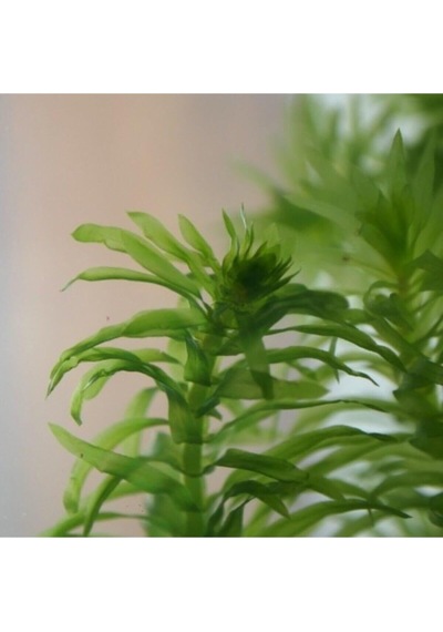 Tr Elodea Densa Canlı Akvaryum Bitkisi, 5 Kök, 15-25 Cm