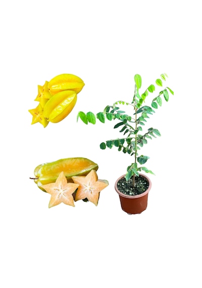 Carambola Yıldız Meyvesi Star Fruit Fidanı