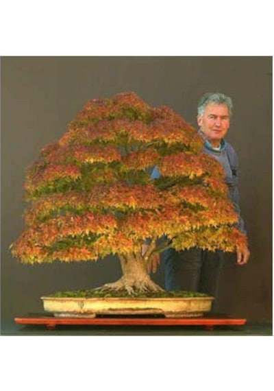 Nadir Ithal Bodur Çınar Bonzai Ağacı Tohumu 5 Tohum Bonsai Tohumu