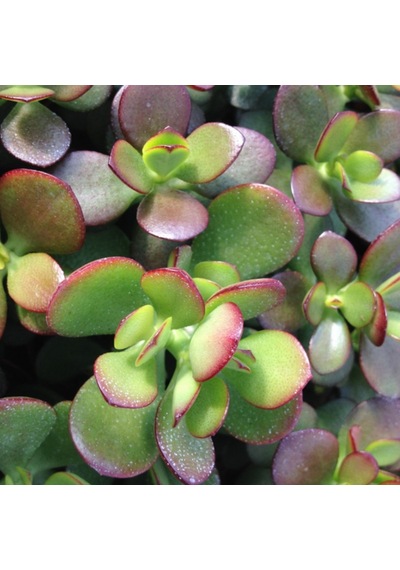Crassula Ovata Para Ağacı Sukulent 50 Adet