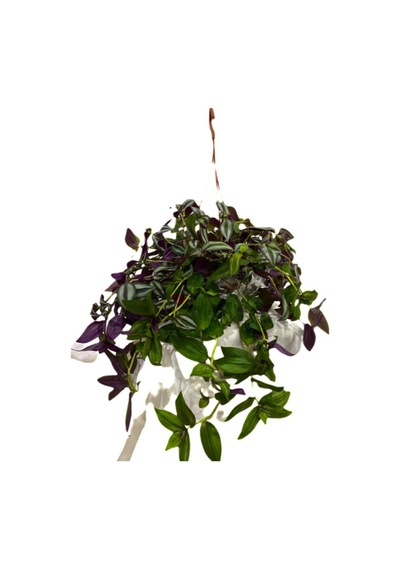 Telgraf Çiçeği Tradescantia Askılı N11.5015