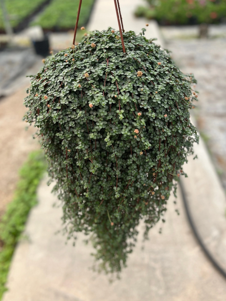 Pilea Glauca Ø17 CM Y45-50 CM