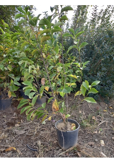 Saray Lalesi Yaprak Döken Manolya 130-150 Cm. 24cm. Çapında S...