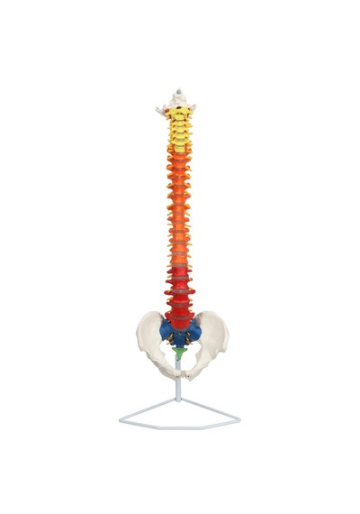 Esnek Didaktik Omurga Modeli, 85 Cm, Pelvis Ve Sinirleri İçeren - Omurga Maketi 01