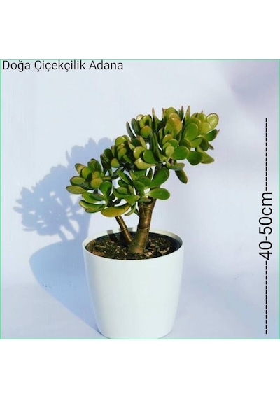 Para Ağacı Bereket, Iyi Şans Ve Para Çiçeği Crassula Ovata