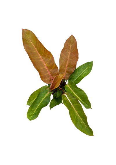 Philodendron 'Prince Of Orange' Ø17 CM Y40-45 CM