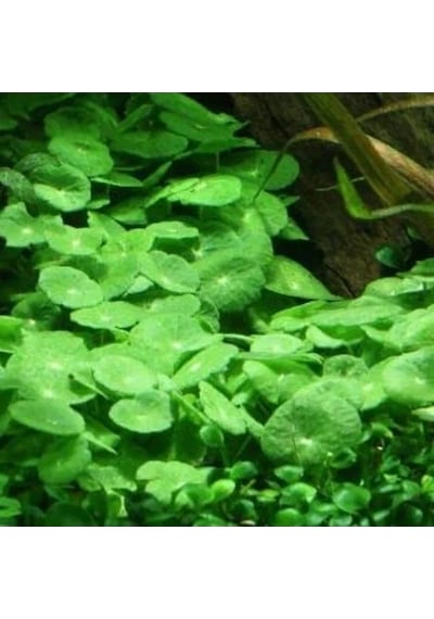 Akvaryum İçin Kolay Bakım Sağlayan Canlı Hydrocotyle Verticillata Bitkisi