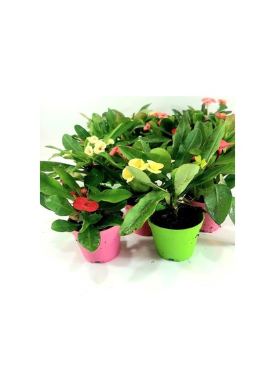 Kırmızı Çiçekli Milli Dikenler Tacı 1 Adet Saksılı 5-10cm Bahçe-salon Bitkisi Euphorbia