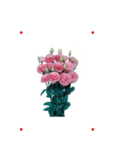 Pembe Katmerli Bodur Lisianthus Çiçeği Tohumu 5 Adet