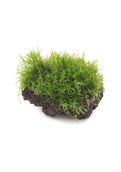 Kayaya Tutturulmuş Java Moss Vesicularia Dubyana
