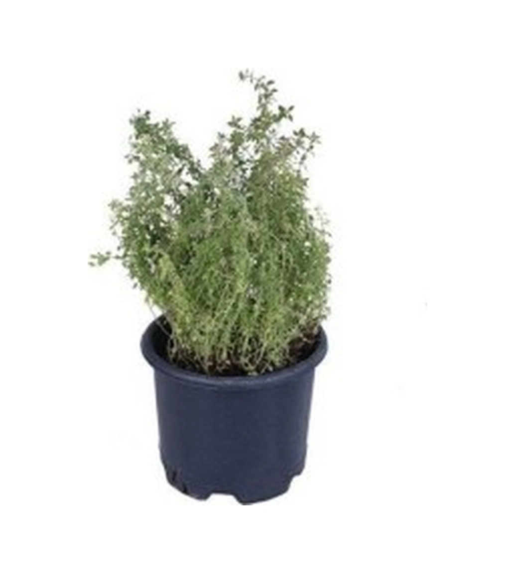 Saksılı Kekik Fidanı Potted Thyme Sapling 10-20 Cm