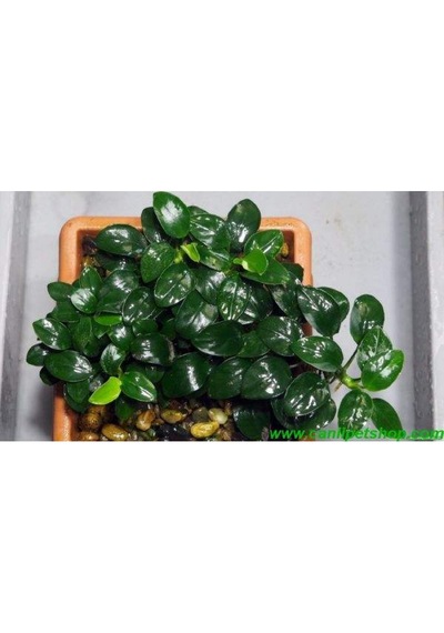 Anubias Barteri Var. Nana 1 Ad 4-5 Yaprak