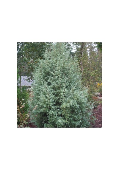 Mavi Servi Fidanı Picea Pungens 10-20 Cm