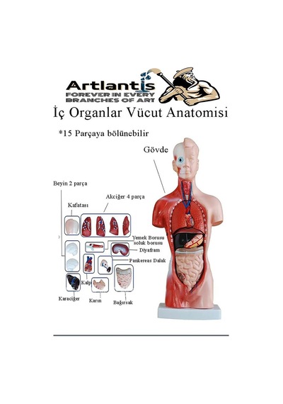 İnsan Organ Maketi 45 Cm 1 Adet İnsan Anatomi Modeli 15 Parça Sök Tak İnsan İç Organları Tıbbi Model Vücut
