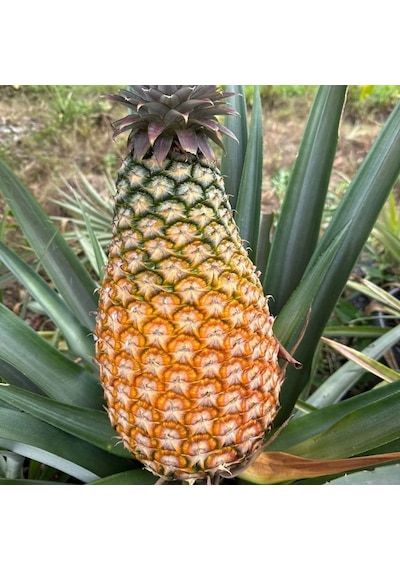 Giant Kew Dev Ananas Fidanı İri Meyveli Nadir Tropikal Koleksiyon Çeşidi Ananas Comosus Bzmfdncı0001677