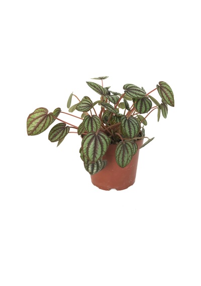 Peperomia Albovittata (Zümrüt Dalgası Çiçeği) Ø10,5 CM Y10-15 CM
