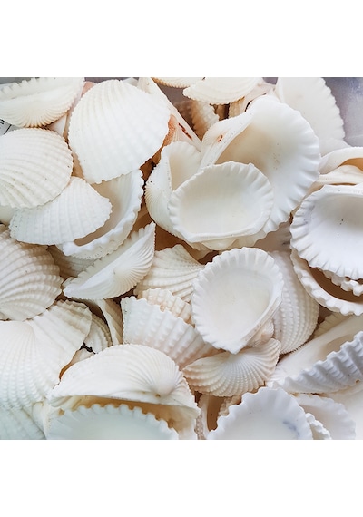 Anadara Granosa Kiloluk Deniz Kabuğu 1 Kg