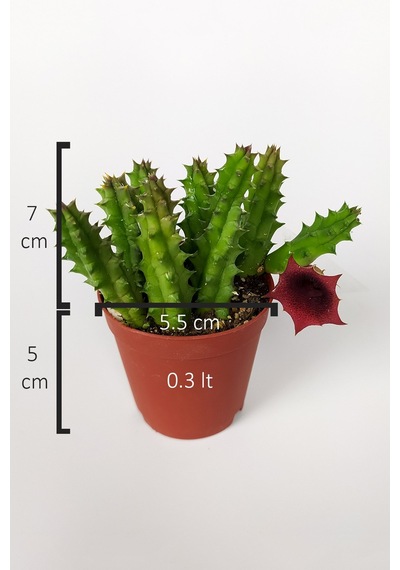 Leş Kaktüsü Huernia Angolensis Küçük Bordo Çiçekli Özel Tür 5.5