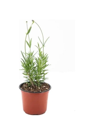 Saksı Tipi Lavanta Fidanı 5 Adet 10-20 Cm Intermedia