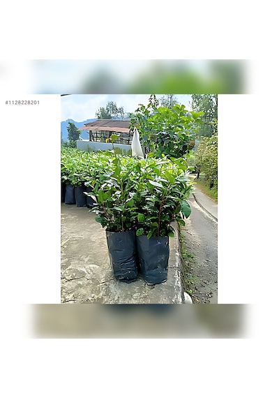 Çay 1. Sınıf Kalite