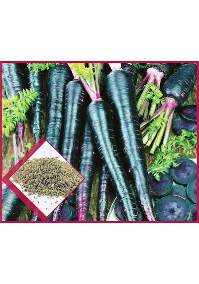 AGRodal Tarım Ata Tohumu Yerli Doğal Mor Havuç Tohumu 1000 Atet Tohum