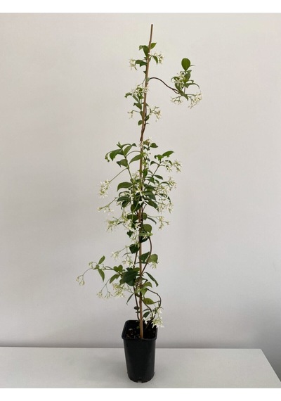 Mis Kokulu Arap Yasemini Fidanı1 Adet 70-150cm Saksılı Arabian Jasmine Seedling