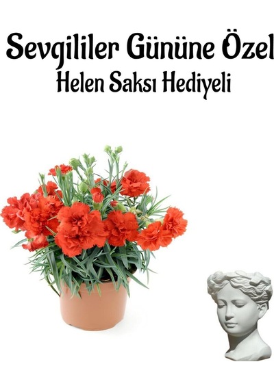 Çok Avantajlı Sevgililer Gününe Özel Kırmızı Renk Kokulu Karanfil Çiçeği Helen Saksı Hediyeli