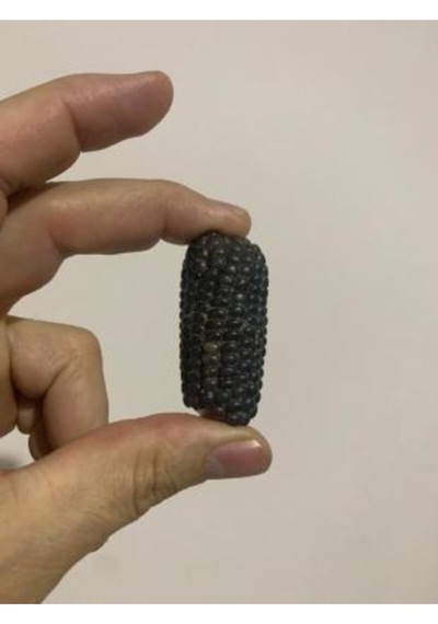 Ithal Mini Siyah Mısır Tohumu Ekim Seti