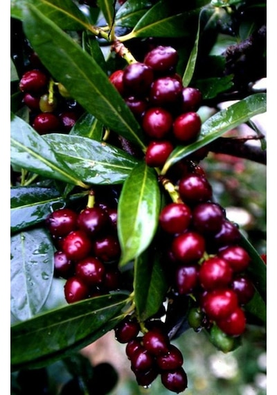 2 Yaşında Karayemiş Fidanı Prunus Laurocerasus Sağlıklı Ve Uz